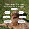 image:imagePetLab Co Probiotics for Dogs Support Gut Health Occasional Diarrhea Digestive Health amp Seasonal Allergies  Salmon Flavor  30 Soft Chews  Pack of 3Pork