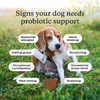 image:imagePetLab Co Probiotics for Dogs Support Gut Health Occasional Diarrhea Digestive Health amp Seasonal Allergies  Salmon Flavor  30 Soft Chews  Pack of 3Salmon